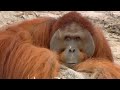 Hercules the Orangutan | Orangutan Diary | BBC