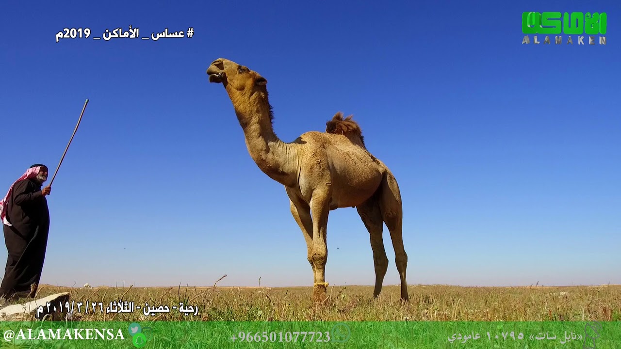 عساس الأماكن المنطقة الشمالية الحلقة 18