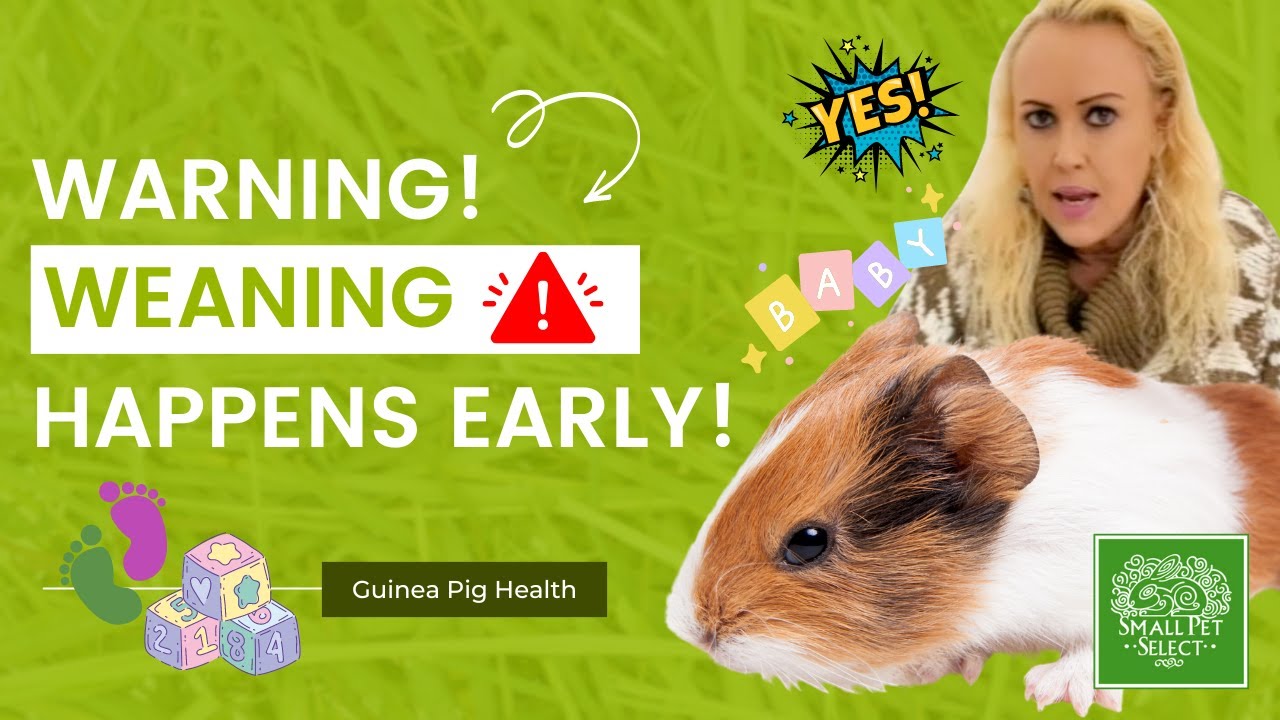 Curated visual reference: Visual Reference: How To Wean Your Baby Guinea Pig