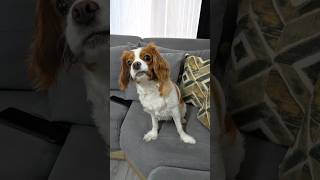 Hırsız Köpek 😳🐶