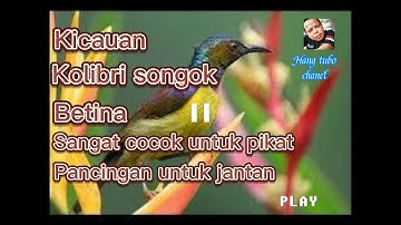 suara Kolibri kelapa betina pancingan buat Kolibri kelapa jantan