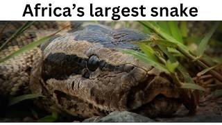 Celebrity African rock python - Python sebae Wealth