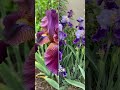 “Iris barbudo: la flor elegante que convierte cualquier jardín en una obra de arte 💜🌿” #plantas