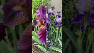 “Iris barbudo: la flor elegante que convierte cualquier jardín en una obra de arte 💜🌿” #plantas