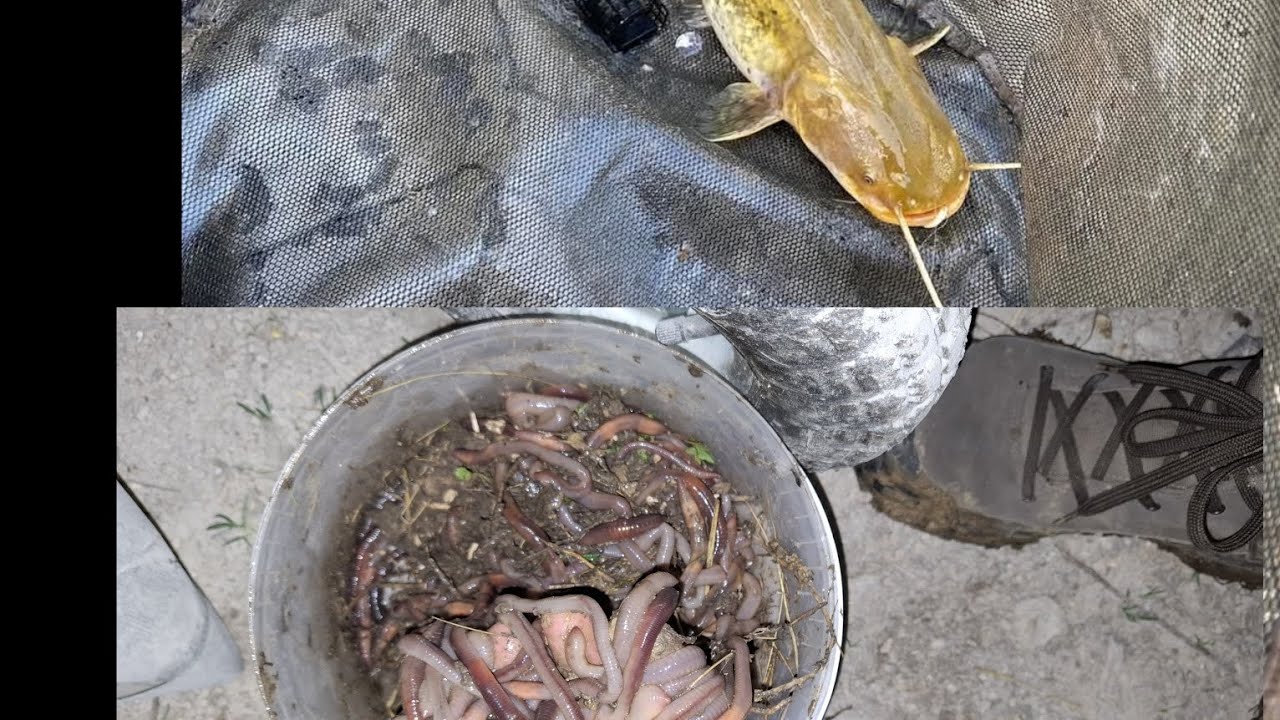 Harmat giliszta szedés harcsázni !!