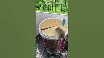 Shocking! Bucket trap catches greedy mice nonstop LOL!? #cat #catandmouse #trending