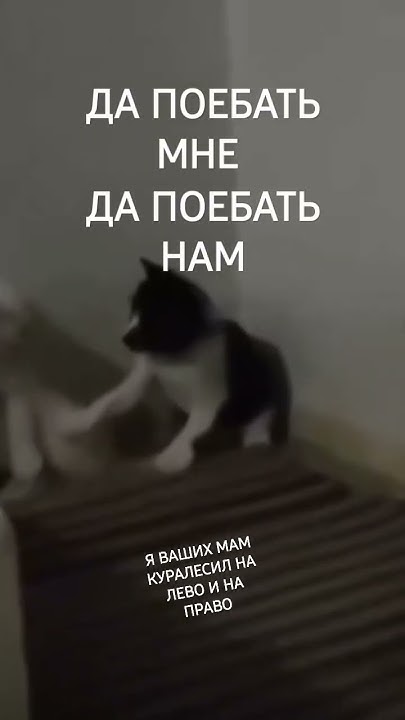 ДА ПОЕБАТЬ МНЕ НА ВАС - YouTube