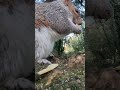 Hungry squirrel eating banana chips