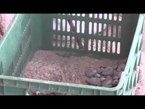 loggerhead turtle babies!