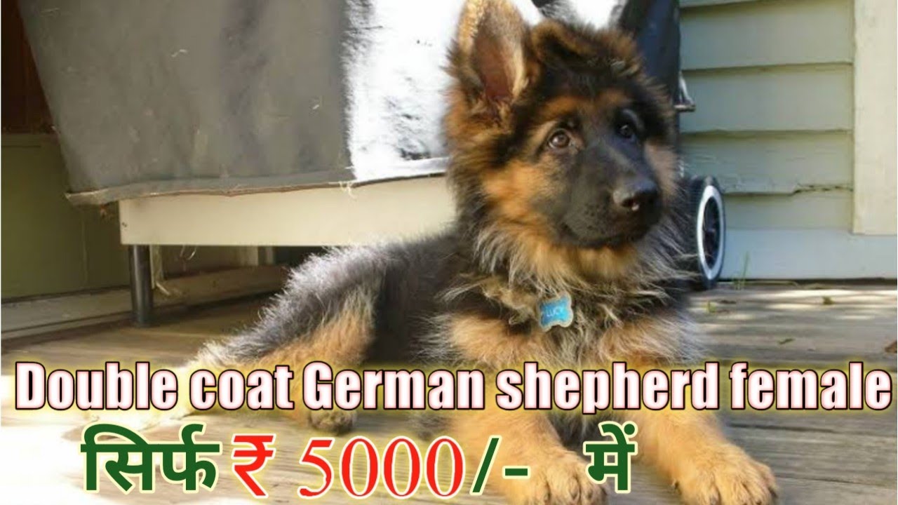 Double coat german shepherd female puppies for sale jarman safed dog