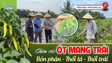 APN - CHĂM SÓC ỚT MANG TRÁI | BÓN PHÂN - THỐI LÁ - THỐI TRÁI