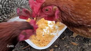 Chickens try Spanish rice. Will chickens eat Spanish rice?