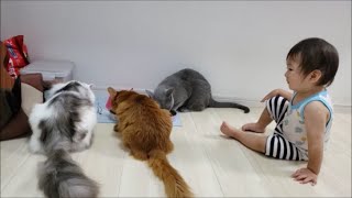 猫達の食事を監視する１歳児 ＆ 恐竜ボーイ