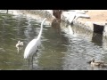 Mama Duck defends her chicks from Great Egret