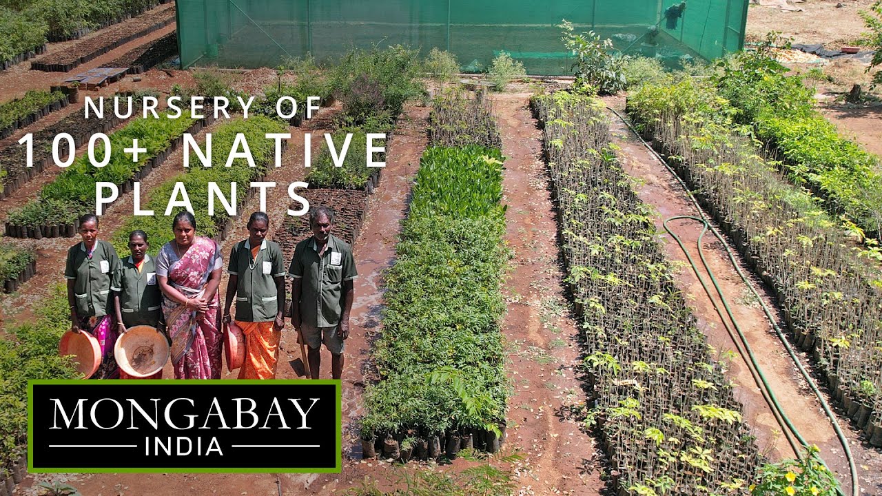 Raising ​rare native plants in a Tamil Nadu nursery