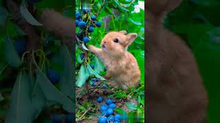 Easter bunny of evolution #scary #evolution @TheLiberty_HamzaCute Bunny eating 🍇🐇💞||Please subscribe