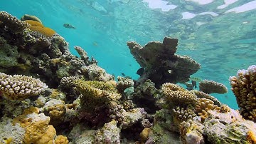 DSLR Underwater Video Series: No Lights or Red Filter