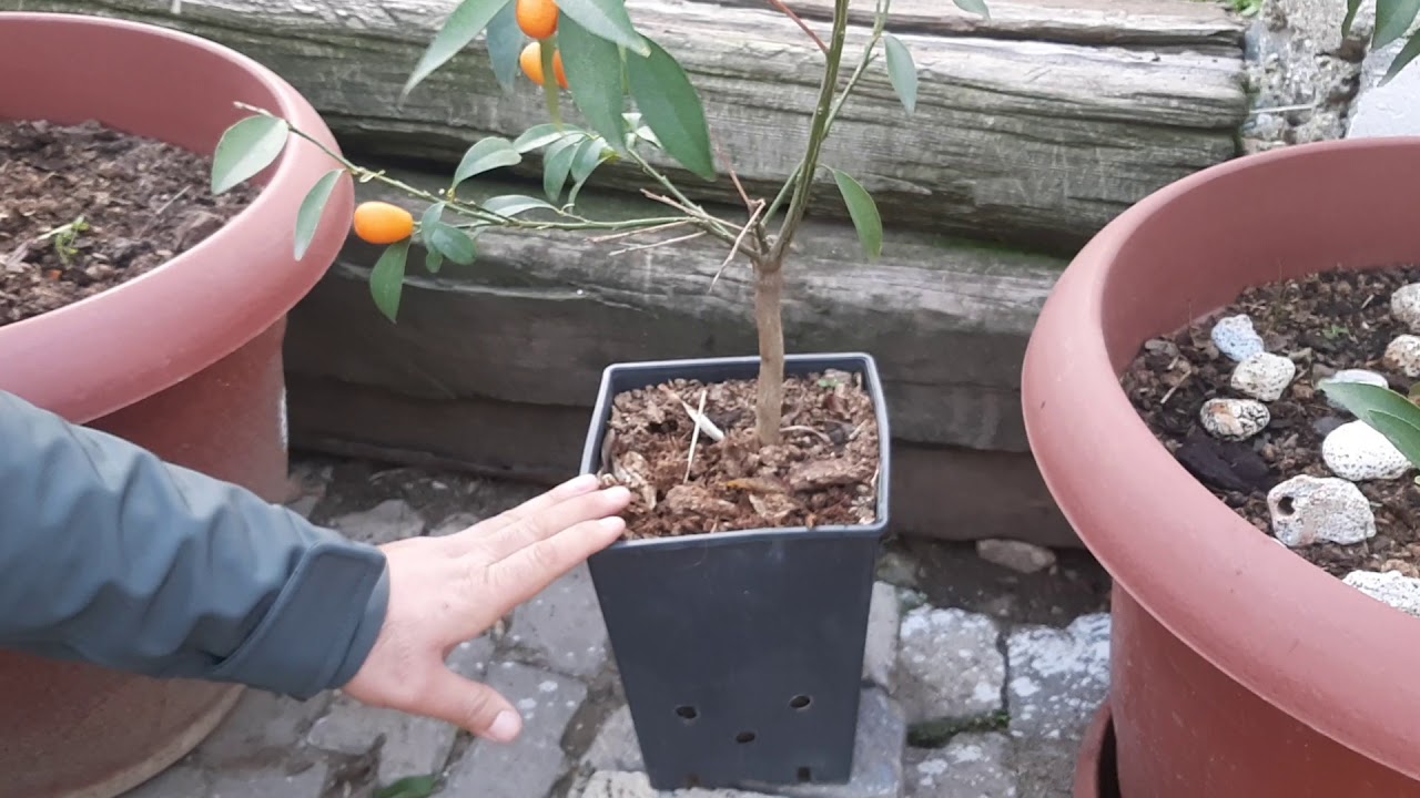 KUMKAT KUMKUAT KAMKAT HAKKINDA BİLMENİZ GEREKENLER