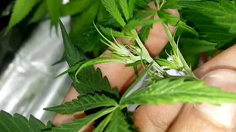 Qual o significado da palavra fêmea?