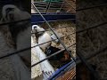 episode 2 kodak, grenade / guinea pigs