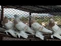 Среднеазиатские двухчубые голуби, медногрудые. ( Не игровые и не бойные) Pigeons  Tauben