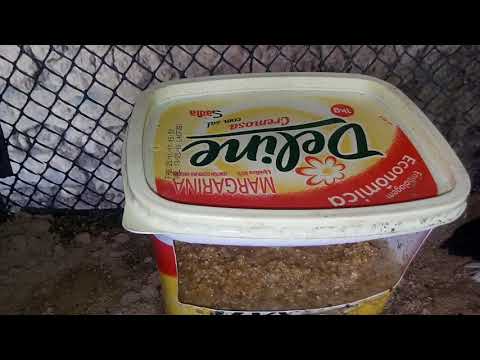 Vídeo: Como Alimentar Patinhos