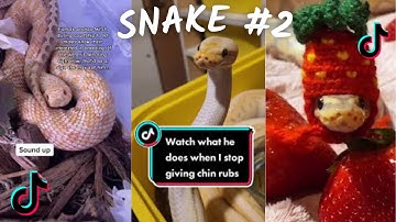 Funny Snake / TikTok & İnstagram Compilation  2023 4K  PART 2