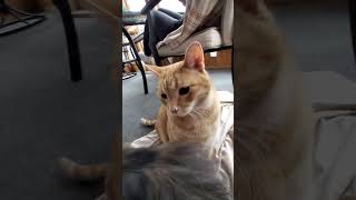 Todd And Pip #cat #pip #todd