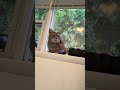 Шпигель… Кажется, тебя любят уже больше, чем Канаани 😹