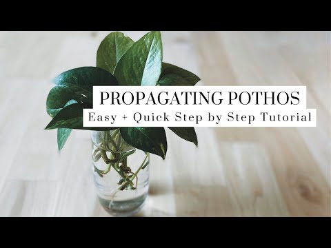 Propagating Pothos from Cuttings - Easy and Quick!