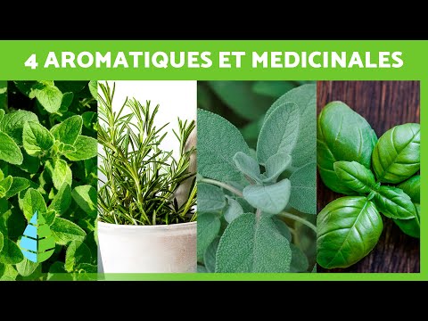 Vidéo: Plante tussilage : description, propriétés médicinales et contre-indications