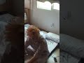 THE BED HAIR ENHYPEN