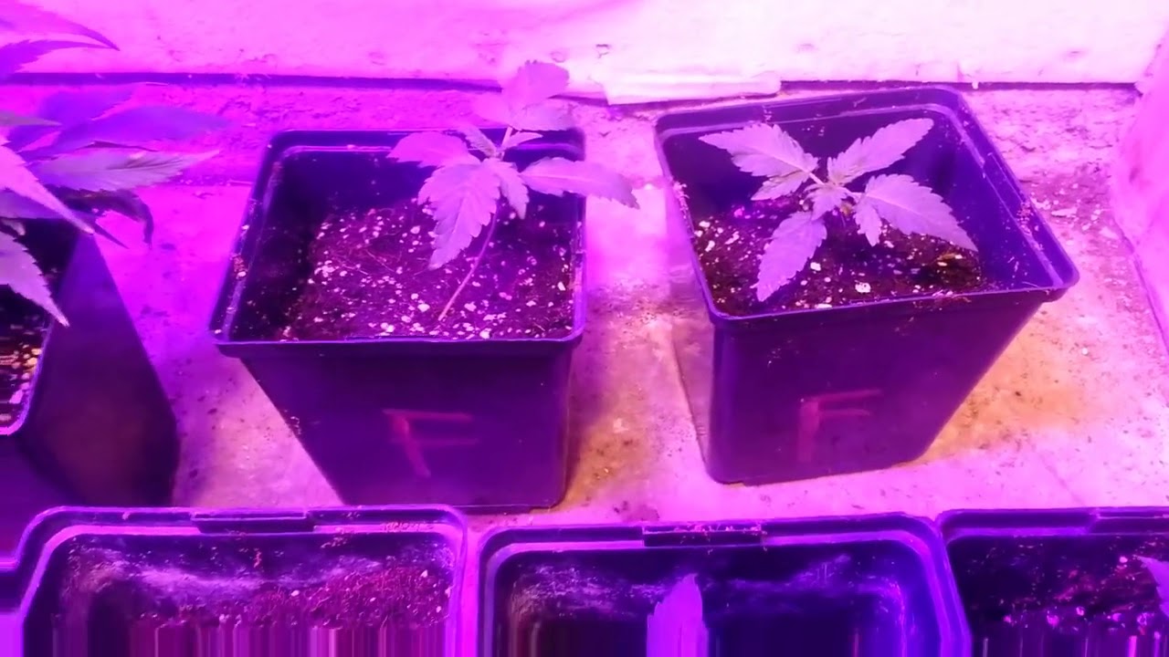 How to tell if a Marijuana seed is female