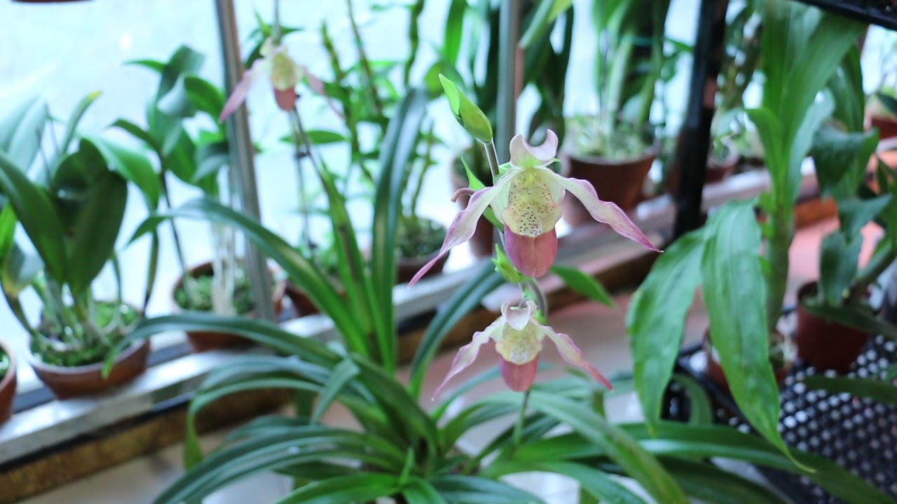 美洲兜兰种植经验分享