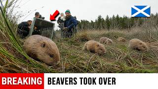 Scotland Released Beavers for First Time in 400 Years—What They Did to the River Doesn't Look Real