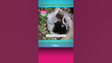 Câu chuyện cảm động của 2 chú chó hoang Phần 1 #shorts  #chó  #mèo #pets #dongvat #benhvienthuy