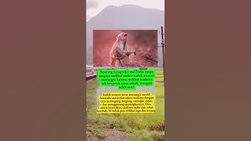 fotografer India tak sengaja melihat induk mony3t menangis karena melihat anaknya tak bergerak