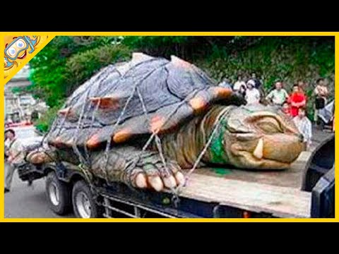 Video: Zajímavá fakta o želvách. Jedinečné schopnosti želv