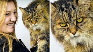 実は嫌がっている！猫を飼う時に避けたい11のこと