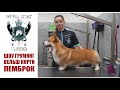 ШОУ-ГРУМИНГ ВЕЛЬШ КОРГИ ПЕМБРОК / Show Grooming of welsh corgi pembroke with #AshleyCraig