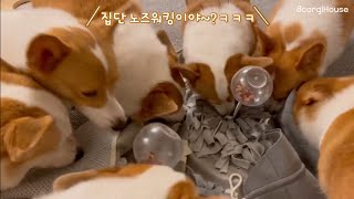 웰시코기 8마리의 치열한 집단 노즈워킹 ㅣ8 Welsh Corgi's fierce group nose working.