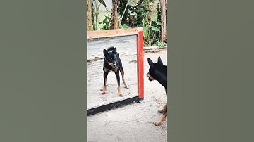 He Thought There Was an Intruder… But It Was Just Him 😂 #funny #dog #dogmirror #dogshorts #shorts