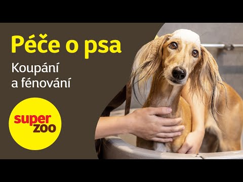 Péče o psa: Koupání a fénování | Super zoo