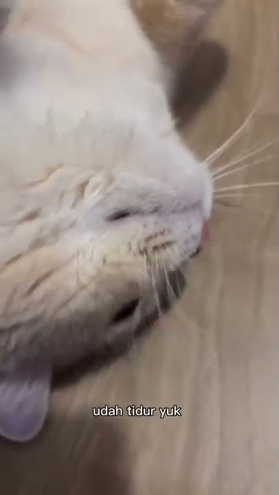 Lucu... Kucing patah hati 😭😂