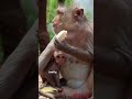 Smartest Animals Revealed!  #Animals #wildlife