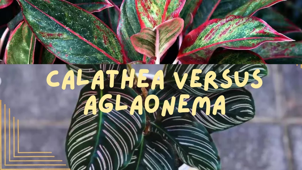 Plantas CALATHEA VS AGLAONEMA Cul es mejor?