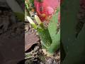 alovera tree me flowers #shorts #gardening #plants #magic #youtubeshorts