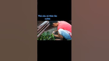 Thả câu cá thác lác cườm#fishing #cầnthủ #cauca #mientay