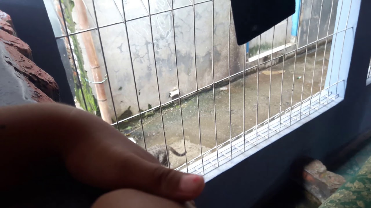 Kolam ikan - YouTube