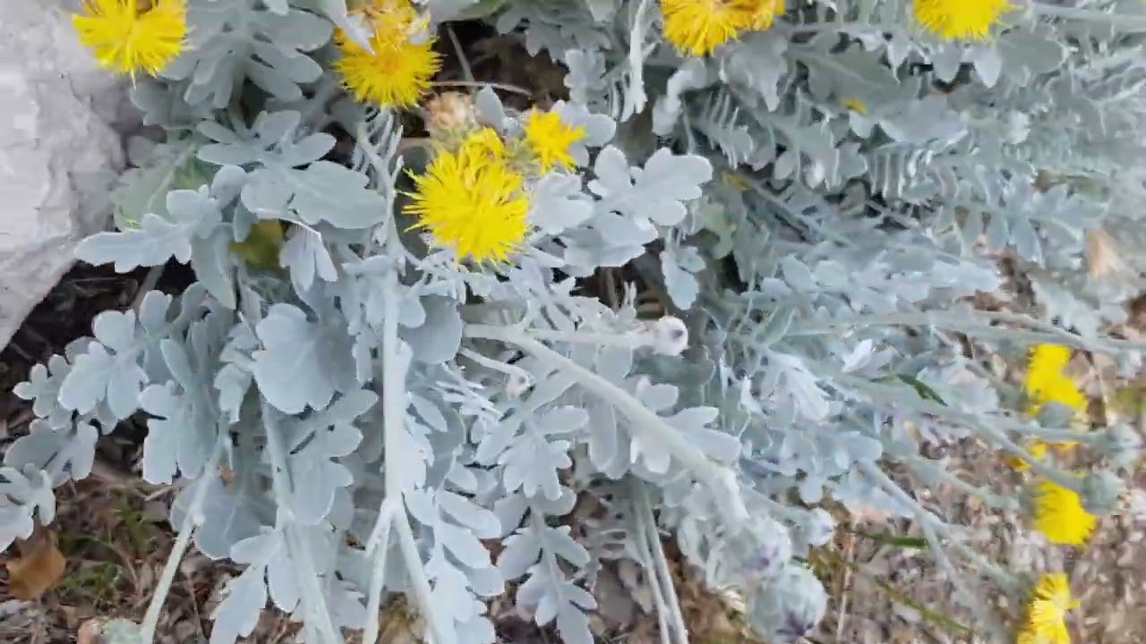 FLEURS DU CINÉRAIRE MARITIME 🌼